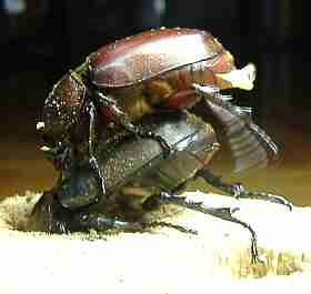 Female-female homosexual mouniting in beetles