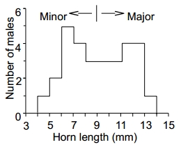 Bimodal horn size distribution