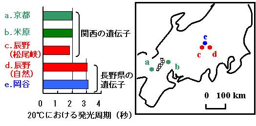 辰野町の移入外来種ゲンジボタルと在来種（天然）ゲンジボタル