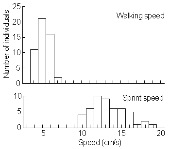 クロヤマアリの歩く速さと走る速さの頻度分布